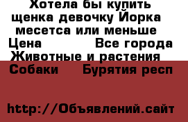 Хотела бы купить щенка девочку Йорка 2 месетса или меньше › Цена ­ 5 000 - Все города Животные и растения » Собаки   . Бурятия респ.